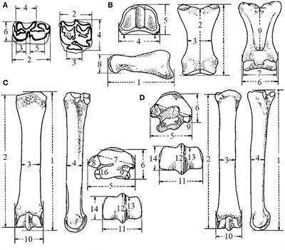 The Diversity of South American Equus: Did Size Really Matter?